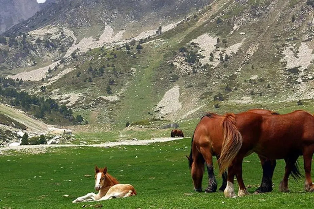 Domek alpejski Bungalow En Parc Natural Del Ter 2000 Metres Setcases